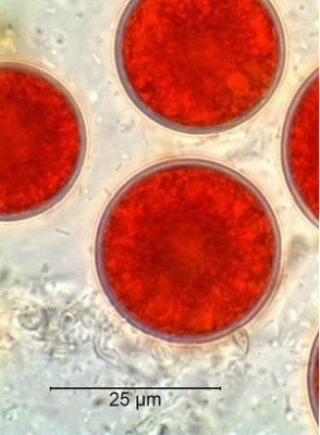 Astaxanthin (Algae Extract)
