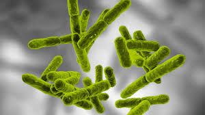 Bacillus coagulans