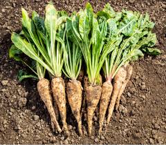 Inulin (Chicory Root)